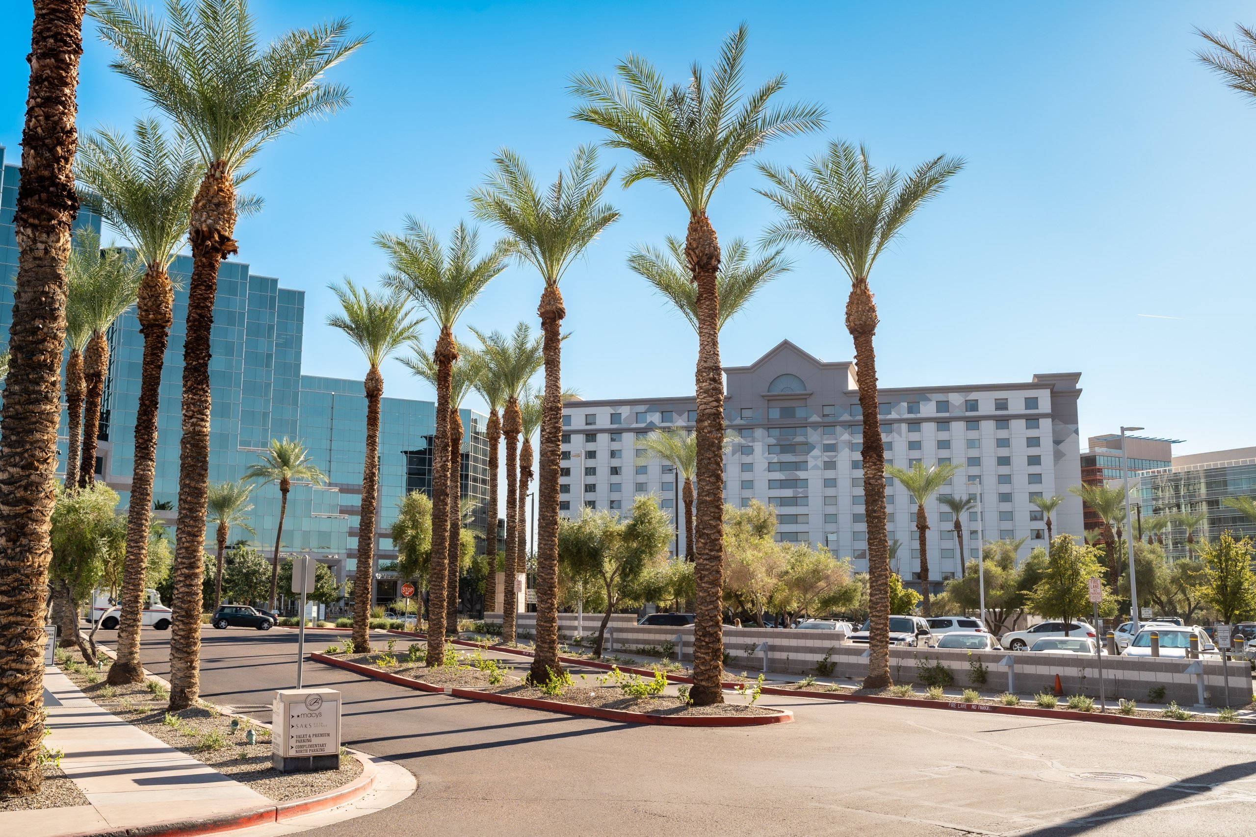 A street with a row of palm trees out front of the Camby