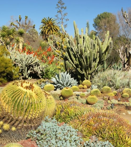 A cactus garden at the Desert Botanical Gardens in Phoenix